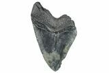 Partial Megalodon Tooth - South Carolina #275369-1